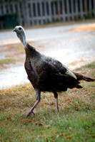 Wild Turkey (Hanson, MA)