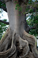 Large Tree Roots - Key West