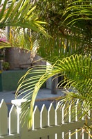 Palms in Key West