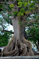 Tree in Key West