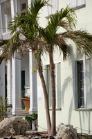 Palm in Key West