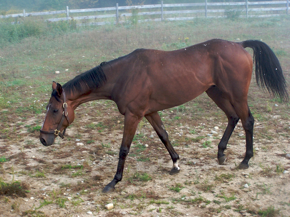 Jacob: Rescued Thoroughbred