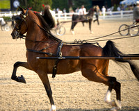 May 31: Hackney/Harness Pony Driving