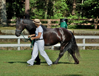 Marion Horse Show -Ring 1