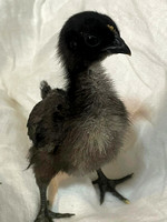Cindys Flock-photos