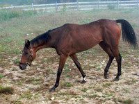 Jacob: Rescued Thoroughbred